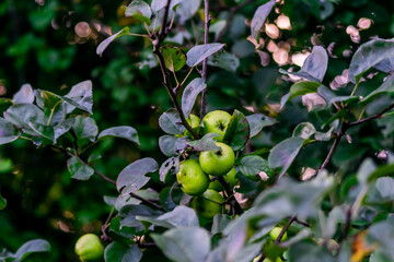 Closeup shot of wild green apples growing in the english countryside, apple harvest in late summer, growing fresh and delicious wild apples.