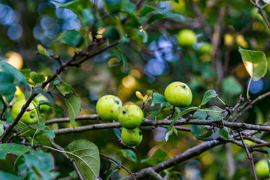 Closeup shot of wild green apples growing in the english countryside, apple harvest in late summer, growing fresh and delicious wild apples.