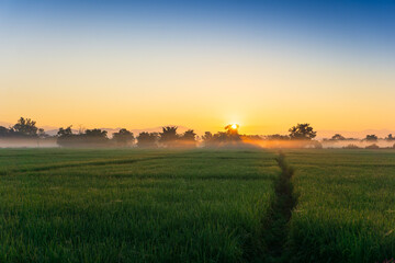 Fototapeta premium sunrise over the field