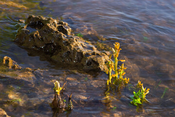 Coastal vegetation on the stony bank of the river Volga.