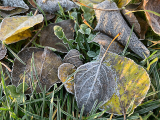 Morning hoarfrost on fallen autumn leaves, selective focus