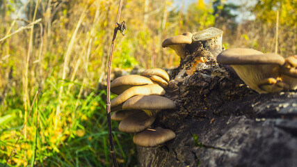 mushroom in the forest