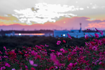 sunset over the field
