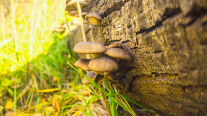 snail on a tree