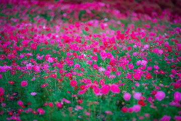 field of flowers