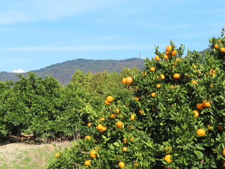 山の紅葉とミカン園。