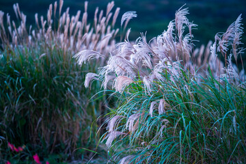 Naklejka premium silver grass