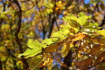 秋 紅葉 黄金色 黄色 金 葉っぱ