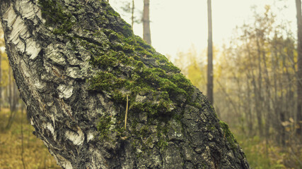 tree trunk in the forest