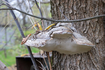 White huge roof mushrooms growing on a tree trunk in a green autumn forest..