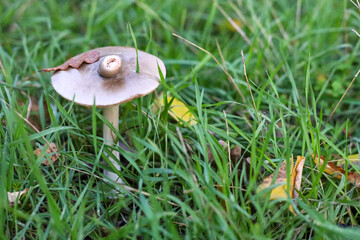 Close-up picture of large wild mushroom with dew surrounded by green grass in the afternoon in autumn with yellow leaves. It has funny top