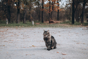 curious  cat sitting outside. predator in the autumn garden. Cat is on the ground near forest behind. Cat in an autumn park.