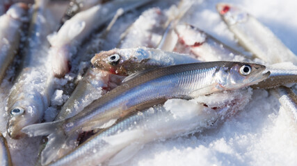 fresh smelt - delicious fish that smells of cucumber, very tasty fish. Ice Fishing
