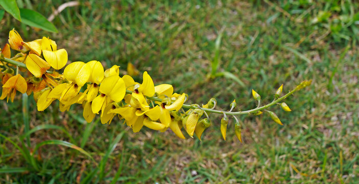 Wild yellow flower (Crotalaria spectabilis) 