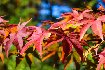 赤い 紅葉 もみじ 和風 日本 綺麗