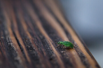 Selective focus at green weevil on dark wooden table