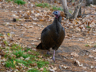 Eastern Wild Turkey Foraging on Ground in Fall