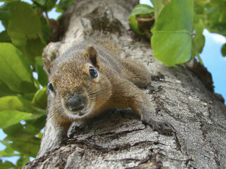 squirrel on tree