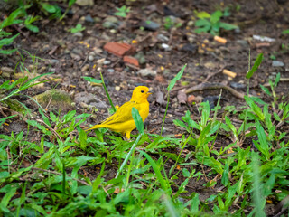 Saffron Finch (Sicalis flaveola) Yellow Bird Stands in a Garden