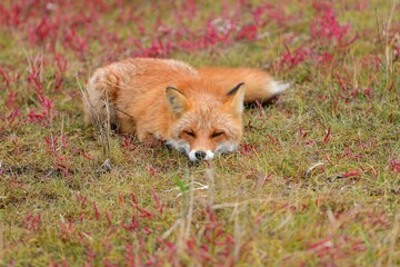 サンゴ草に囲まれて寝そべるキタキツネ＠北海道