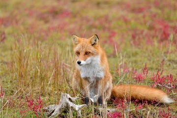 サンゴ草と枯れ木に囲まれてポーズするキタキツネ＠北海道