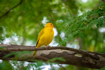 Saffron Finch (Sicalis flaveola) Yellow Bird Stands on a Thick Tree Branch