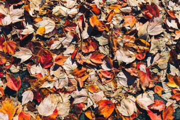 Gorgeous fall leaves background flat lay photo with orange, red, and brown leaves assorted