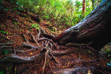 tree roots in the forest
