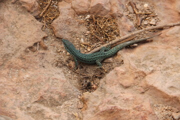 Lagartija de las Pitiusas