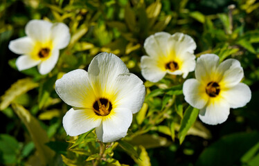 White buttercup or sulphur alder flowers (Turnera subulata)