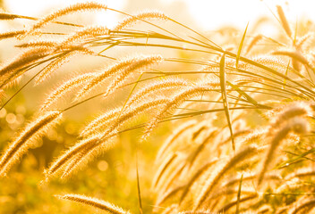 Silhouette of grass flower   in the morning, Chiangmai province Thailand