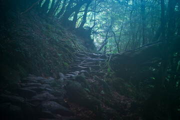 fog in the forest