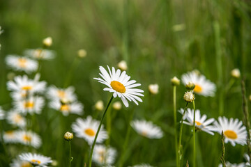 Fototapeta premium Shasta Daisy flowers.