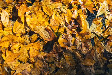 Beautiful colorful flat lay fall leaves wet background