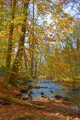 Fall foliage along the river