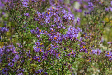 New England Aster