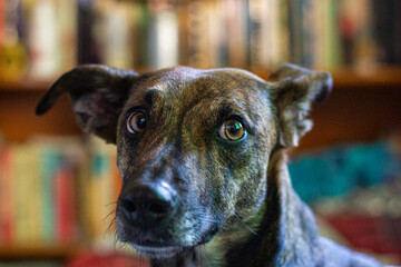 perro mirando