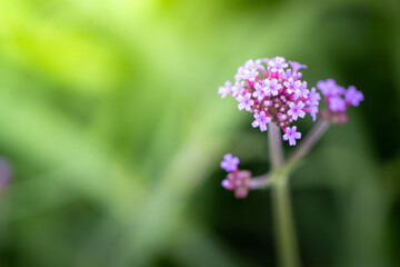 The background image of the colorful flowers