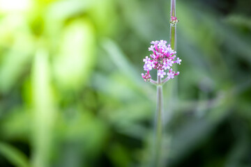 The background image of the colorful flowers