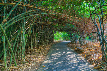 Bamboo Forest at South China Botanical Garden,China
