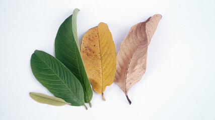 Guava leaves with various sizes of growth age