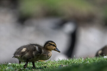 duck in the grass