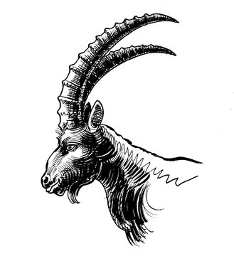 Mountain goat head. Ink black and white drawing