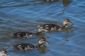 3 ducklings swimming