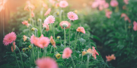 Obraz na płótnie Canvas pink gerbera flower blur background.beautiful blooming flora nature field in spring summer garden