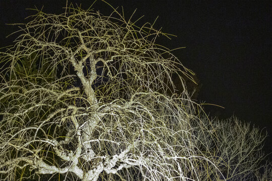 ライトアップされた枝垂れた木　The lit-up weeping tree