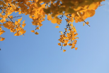 노란 은행나무잎이 보이는 풍경