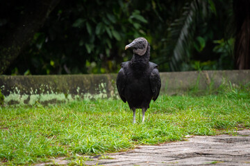 Black Buzzard (Coragyps atratus) Walking in the Park in a Clearly Day