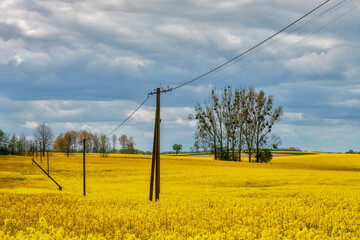 The rural landscape, the picture shows a view of the flowering rapeseed, Poland around Sztum	