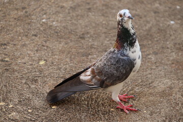 pigeon bird , smile face look around , Beautiful neck ,colorful body feathers, pretty face 
